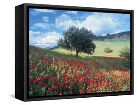 Poppies and Tree, Andalucia, Spain-Peter Adams-Framed Stretched Canvas