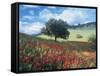 Poppies and Tree, Andalucia, Spain-Peter Adams-Framed Stretched Canvas