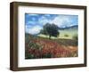 Poppies and Tree, Andalucia, Spain-Peter Adams-Framed Photographic Print