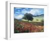 Poppies and Tree, Andalucia, Spain-Peter Adams-Framed Photographic Print