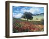 Poppies and Tree, Andalucia, Spain-Peter Adams-Framed Photographic Print