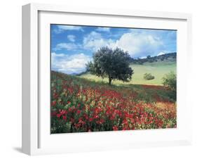 Poppies and Tree, Andalucia, Spain-Peter Adams-Framed Photographic Print