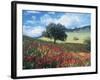 Poppies and Tree, Andalucia, Spain-Peter Adams-Framed Photographic Print