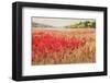 Poppies And Trees VI-null-Framed Art Print