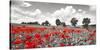 Poppies and vicias in meadow, Mecklenburg Lake District, Germany-Frank Krahmer-Stretched Canvas