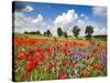Poppies and vicias in meadow, Mecklenburg Lake District, Germany-Frank Krahmer-Stretched Canvas