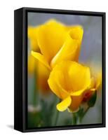 Poppies, Antelope Valley, California, USA-Terry Eggers-Framed Stretched Canvas