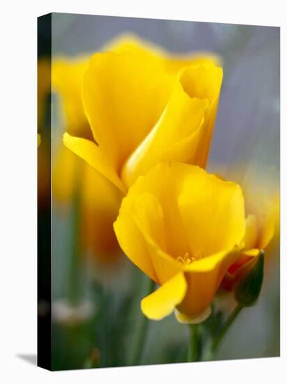 Poppies, Antelope Valley, California, USA-Terry Eggers-Stretched Canvas