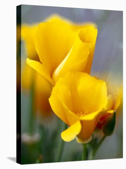 Poppies, Antelope Valley, California, USA-Terry Eggers-Stretched Canvas