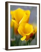 Poppies, Antelope Valley, California, USA-Terry Eggers-Framed Premium Photographic Print