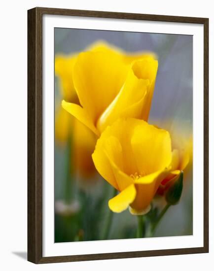 Poppies, Antelope Valley, California, USA-Terry Eggers-Framed Premium Photographic Print