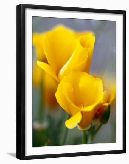Poppies, Antelope Valley, California, USA-Terry Eggers-Framed Premium Photographic Print