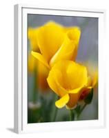 Poppies, Antelope Valley, California, USA-Terry Eggers-Framed Premium Photographic Print