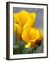 Poppies, Antelope Valley, California, USA-Terry Eggers-Framed Premium Photographic Print