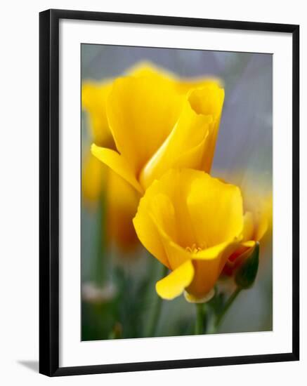 Poppies, Antelope Valley, California, USA-Terry Eggers-Framed Premium Photographic Print