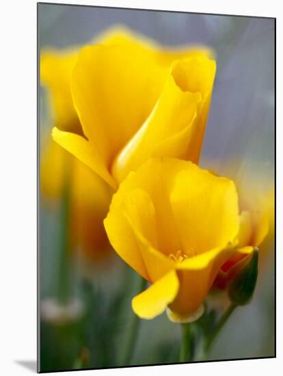 Poppies, Antelope Valley, California, USA-Terry Eggers-Mounted Premium Photographic Print