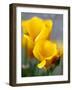 Poppies, Antelope Valley, California, USA-Terry Eggers-Framed Photographic Print