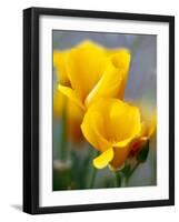 Poppies, Antelope Valley, California, USA-Terry Eggers-Framed Photographic Print