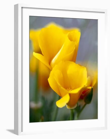 Poppies, Antelope Valley, California, USA-Terry Eggers-Framed Photographic Print