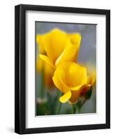 Poppies, Antelope Valley, California, USA-Terry Eggers-Framed Premium Photographic Print