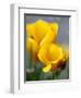 Poppies, Antelope Valley, California, USA-Terry Eggers-Framed Premium Photographic Print