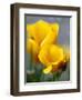 Poppies, Antelope Valley, California, USA-Terry Eggers-Framed Photographic Print