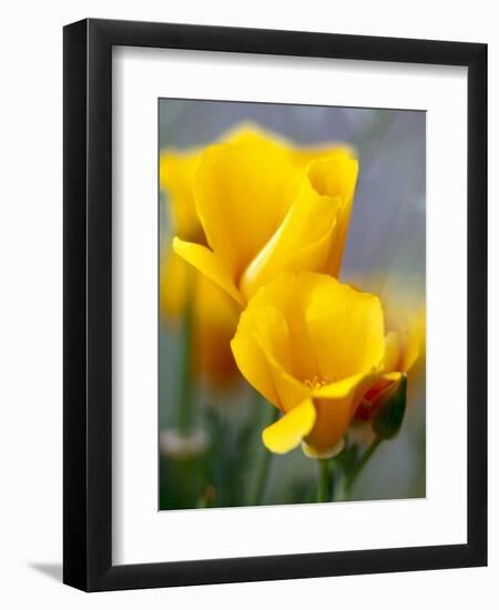 Poppies, Antelope Valley, California, USA-Terry Eggers-Framed Photographic Print