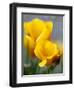 Poppies, Antelope Valley, California, USA-Terry Eggers-Framed Photographic Print