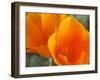 Poppies, Antelope Valley Near Lancaster, California, Usa-Jamie & Judy Wild-Framed Photographic Print