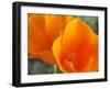 Poppies, Antelope Valley Near Lancaster, California, Usa-Jamie & Judy Wild-Framed Photographic Print