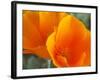 Poppies, Antelope Valley Near Lancaster, California, Usa-Jamie & Judy Wild-Framed Photographic Print