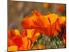 Poppies, Antelope Valley Near Lancaster, California, Usa-Jamie & Judy Wild-Mounted Photographic Print