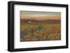 Poppies At Dusk-null-Framed Art Print