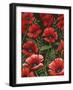 Poppies at Midnight I-Grace Popp-Framed Art Print