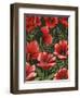 Poppies at Midnight II-Grace Popp-Framed Art Print