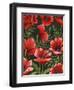 Poppies at Midnight II-Grace Popp-Framed Art Print