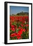 Poppies at Palazzo Massaini-Michael Blanchette-Framed Photographic Print