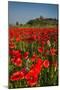 Poppies at Palazzo Massaini-Michael Blanchette-Mounted Photographic Print