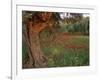 Poppies Beneath an Old Olive Tree, on the Island of Rhodes, Dodecanese, Greek Islands, Greece-Miller John-Framed Photographic Print