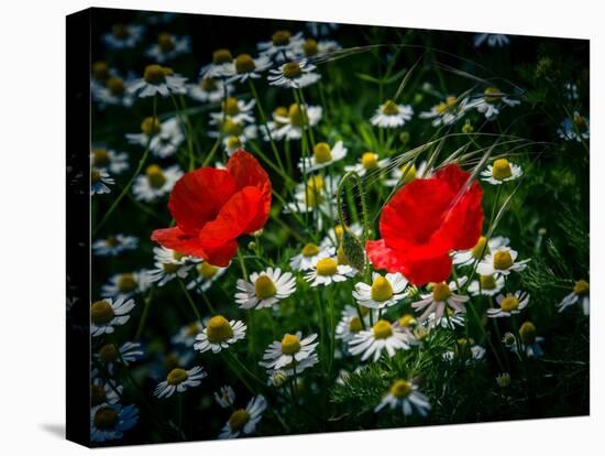 Poppies between camomile blossoms-Mandy Stegen-Stretched Canvas