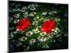 Poppies between camomile blossoms-Mandy Stegen-Mounted Photographic Print