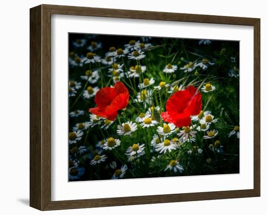 Poppies between camomile blossoms-Mandy Stegen-Framed Photographic Print