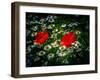 Poppies between camomile blossoms-Mandy Stegen-Framed Photographic Print