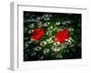Poppies between camomile blossoms-Mandy Stegen-Framed Photographic Print