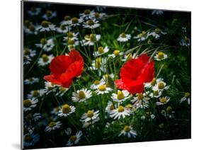 Poppies between camomile blossoms-Mandy Stegen-Mounted Photographic Print