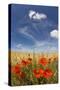 Poppies Blooming in a Field-null-Stretched Canvas