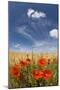 Poppies Blooming in a Field-null-Mounted Photo