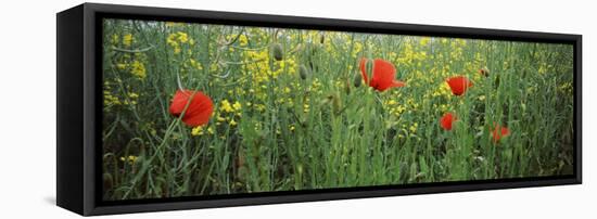 Poppies Blooming in Oilseed Rape Field, Baden-Wurttemberg, Germany-null-Framed Stretched Canvas