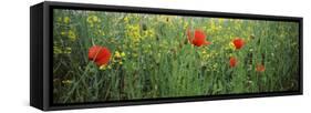 Poppies Blooming in Oilseed Rape Field, Baden-Wurttemberg, Germany-null-Framed Stretched Canvas