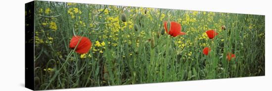 Poppies Blooming in Oilseed Rape Field, Baden-Wurttemberg, Germany-null-Stretched Canvas